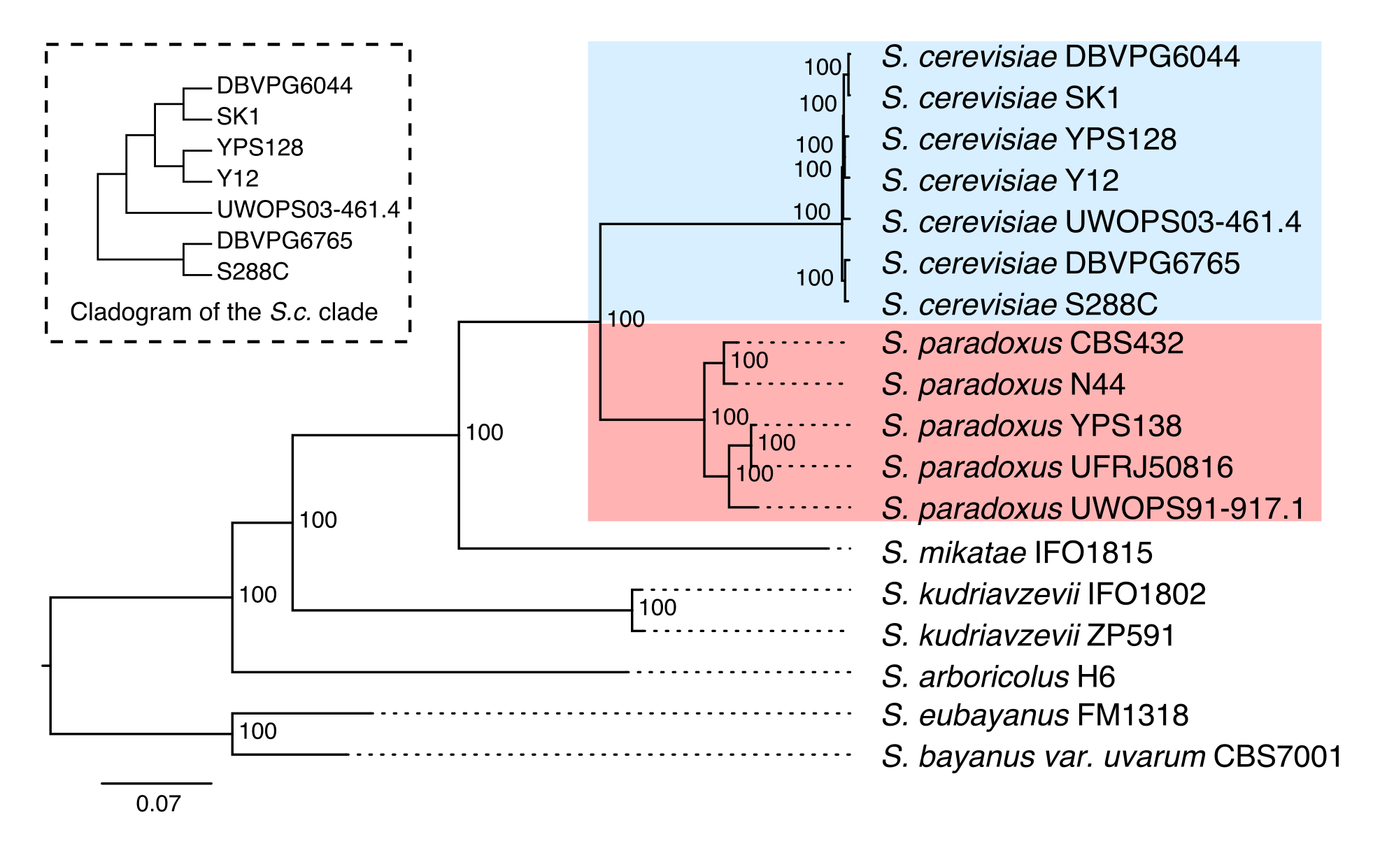 phylogeny of sampled strains